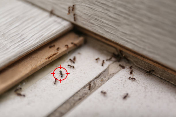 Best Pest Control Near Me  in East Rutherford, NJ