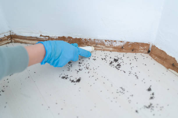 Best Pest Control Near Me in East Rutherford, NJ